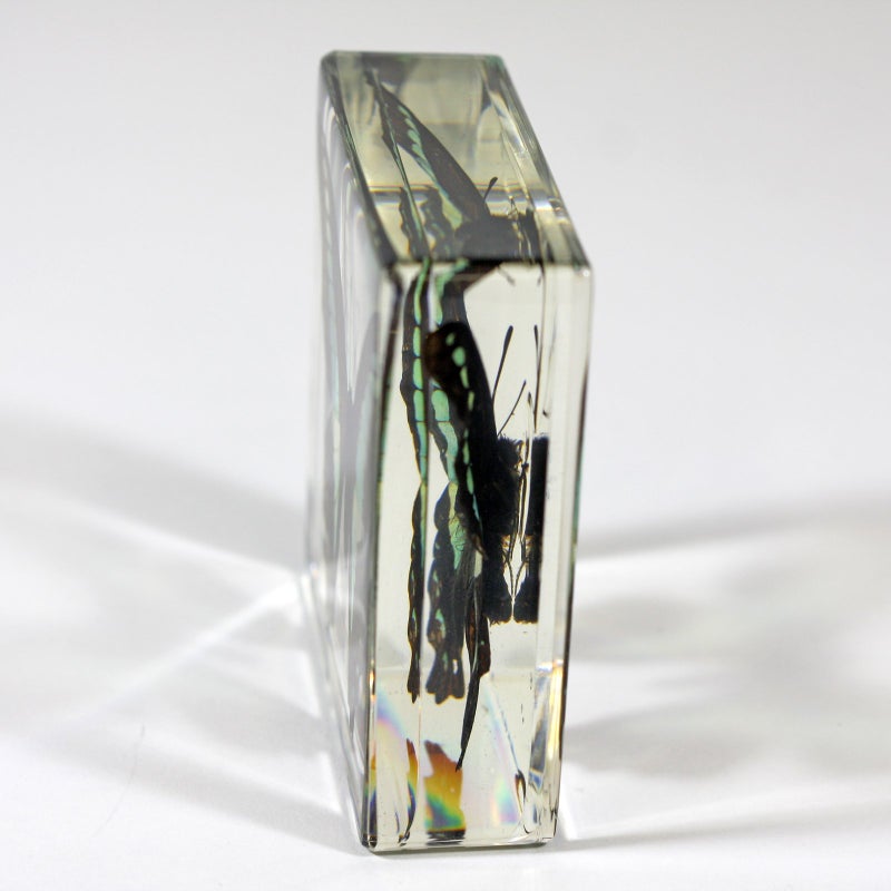 REALBUG Common Blue Bottle Butterfly Paperweight(3 x 3 x 1) - Image 3